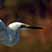 Egret of Okavango
